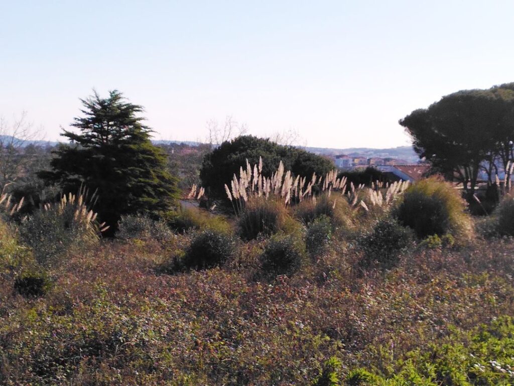 Erva-das-pampas (Cortaderia selloana)